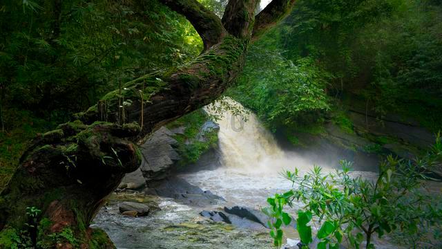 寂静岭：暴雨